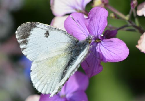 Réf. 301 404 : Anthocharis cardamines
